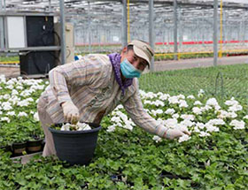 美国梅特里那温室栽培公司平衡观赏植物生产 放眼园艺 世界园艺之门