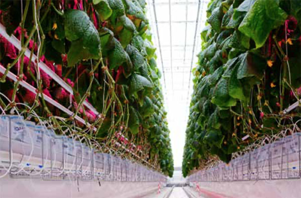 数据驱动的自动化温室成为种植者高度关注的热点