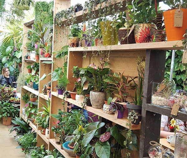 城市丛林花园中心的室内植物货架
