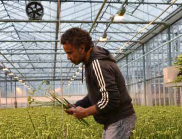 荷兰小苍兰种植集团Unicum