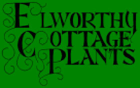 英国埃尔沃西家庭植物苗圃 Elworthy Cottage Plants