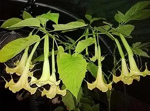 英国异国情调的地球植物苗圃