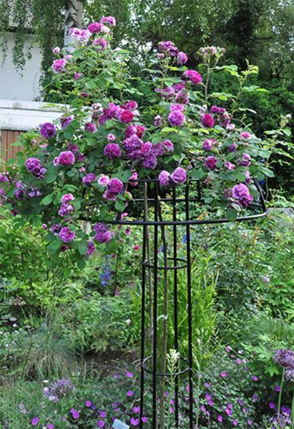 美丽的欧洲花园棚架景观 放眼园艺 世界园艺之门