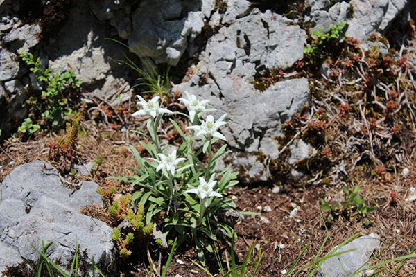 奥地利菲拉赫高山花园 