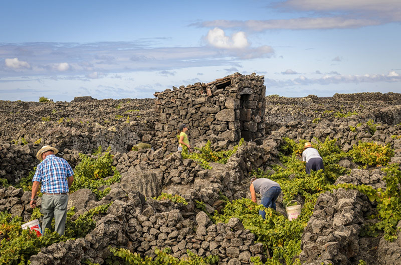 ILHA DO PICO（亚速尔群岛/葡萄牙）2019/2020年欧洲花园奖9个获奖花园