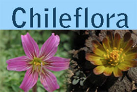 智利植物种子 Chileflora