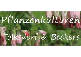 德国Tolksdorf & Beckers水生植物苗圃