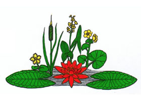 德国水花园爱好者协会Gesellschaft der Wassergartenfreunde
