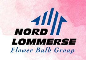 荷兰诺德隆默斯花球茎 Nord Lommerse Flower Bulb Group