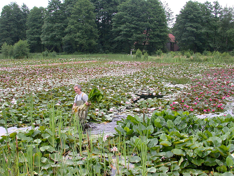 德国Jörg Petrowsky水生植物苗圃