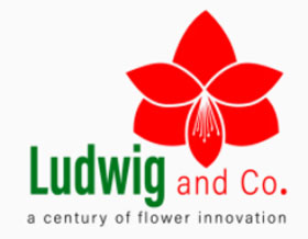 荷兰Ludwig and Co朱顶红公司