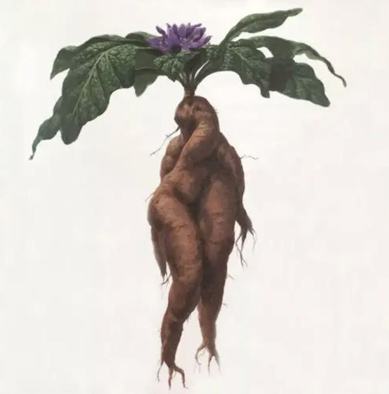 欧洲的神奇魔法植物 放眼园艺 世界园艺之门