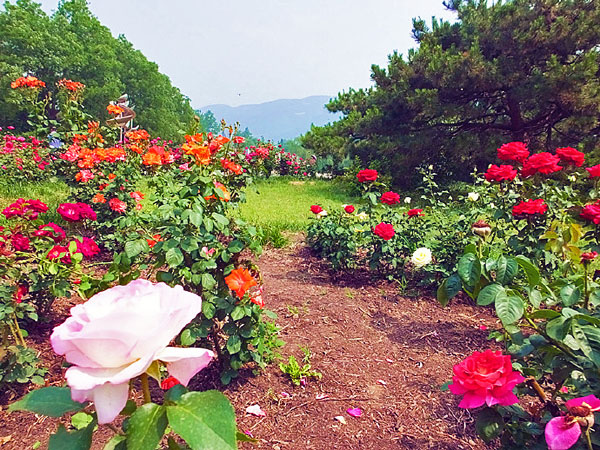 获得世界玫瑰协会联盟卓越花园奖的四个中国玫瑰（月季）园
