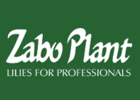 荷兰Zabo Plant百合公司