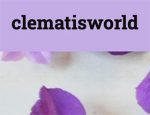 铁线莲世界 clematisworld