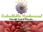 荷兰Zeelanddahlia大丽花网上商店
