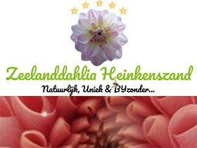荷兰Zeelanddahlia大丽花苗圃