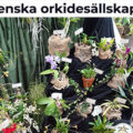 瑞典兰花协会Svenska orkidesällskapet