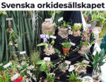 瑞典兰花协会Svenska orkidesällskapet