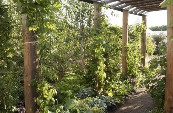 2019年丹麦CPH花园展8个展示花园，郁郁葱葱的丹麦丛林