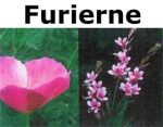 丹麦Furiehaven花园