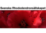 瑞典杜鹃花协会Svenska Rhododendronsällskapet