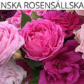 瑞典玫瑰协会SVENSKA ROSENSÄLLSKAPET