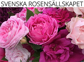 瑞典玫瑰协会SVENSKA ROSENSÄLLSKAPET