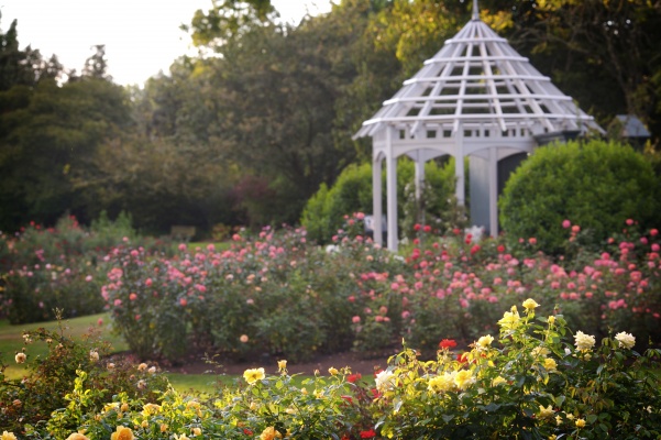 新西兰汉密尔顿花园 Hamilton Gardens