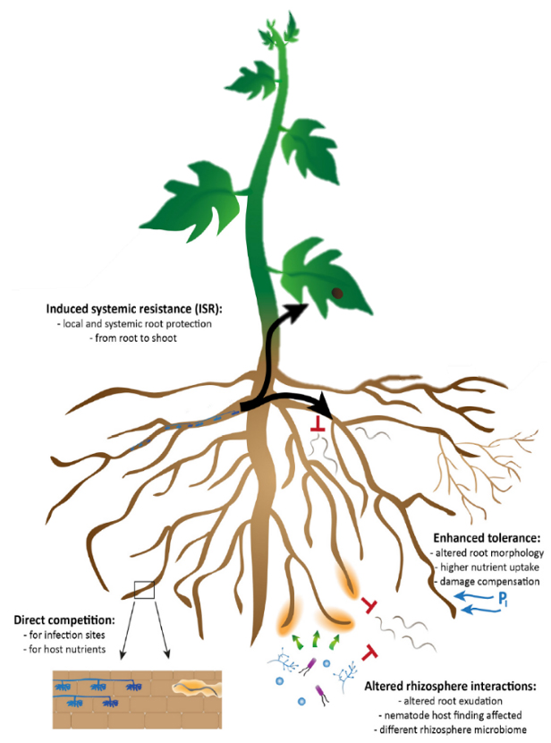 rootgrow Pro