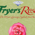 英国Fryer玫瑰苗圃