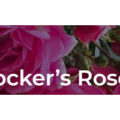 英国Cocker玫瑰苗圃 Cocker's Roses