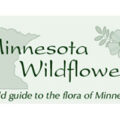 美国明尼苏达州野花 Minnesota Wildflowers