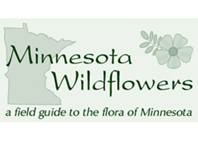 美国明尼苏达州野花 Minnesota Wildflowers