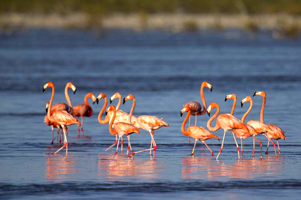 巴哈马群岛顶级观鸟国家公园