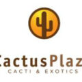 荷兰CactusPlaza多肉植物在线商店