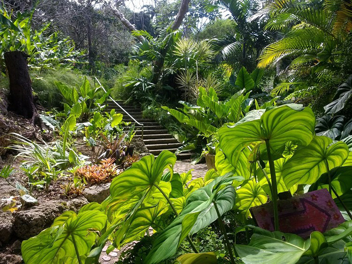 巴巴多斯仙女座植物园