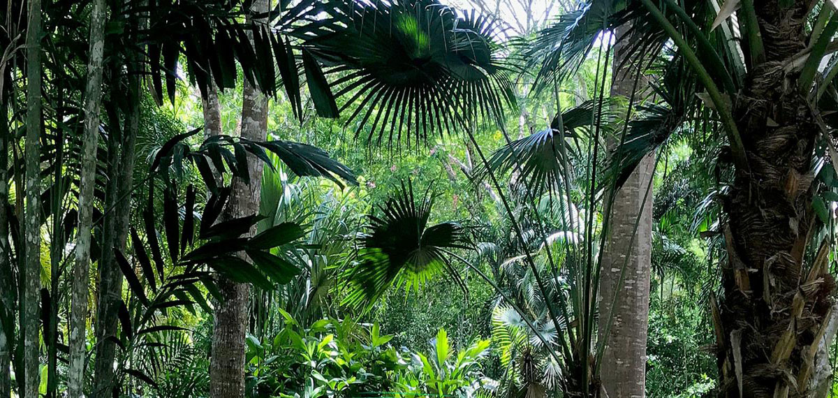 伯利兹植物园 Belize Botanic Gardens