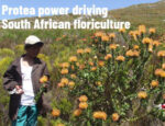 变幻莫测的力量推动南非花卉业