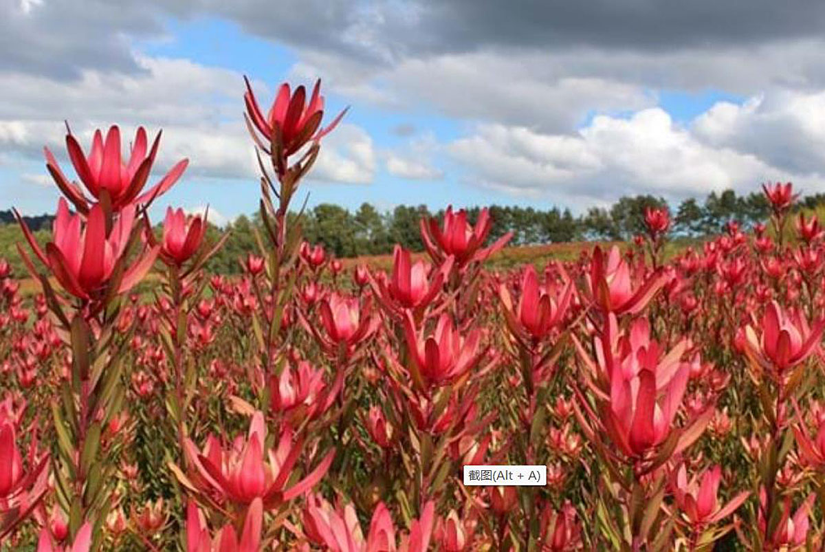 Leucadendron“日落之旅Safari Sunset”