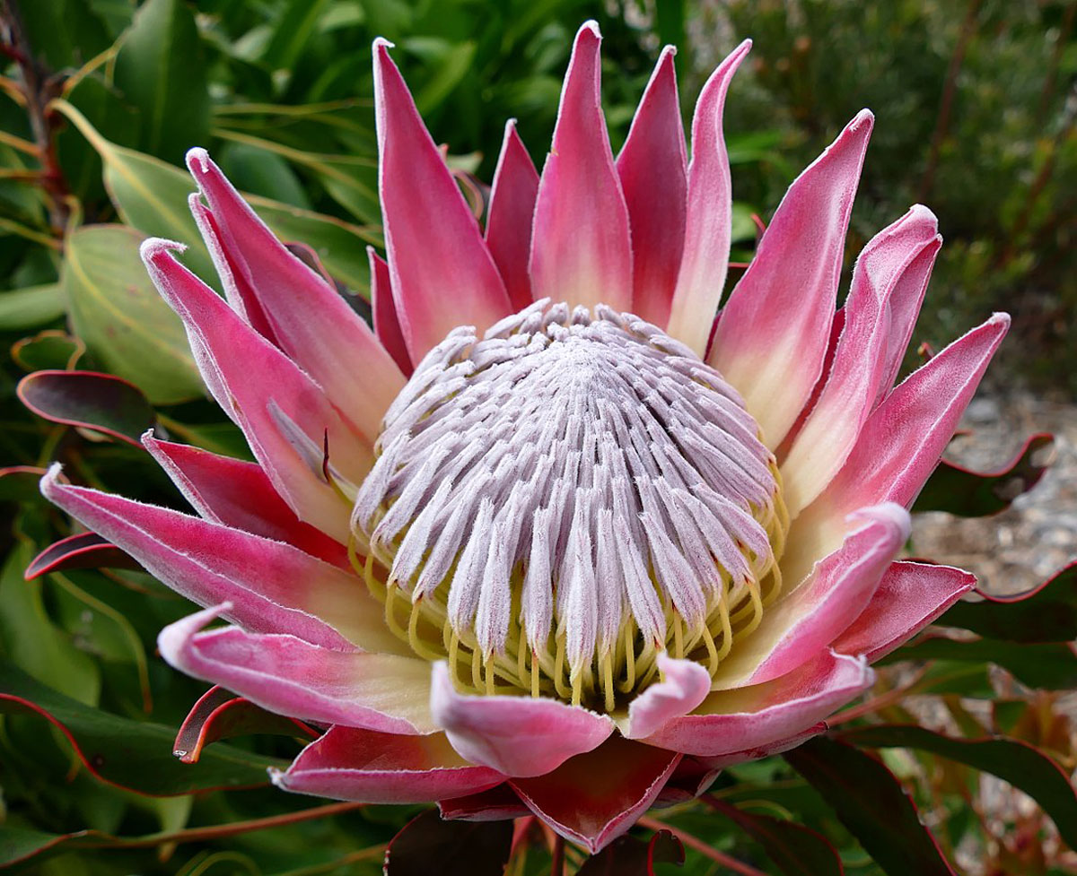 帝王花Protea cynaroides