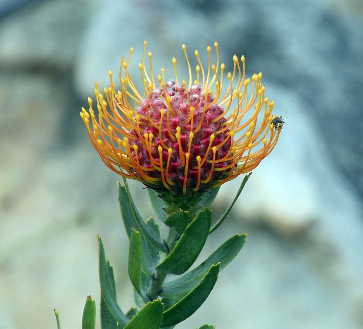 Leucospermum vestitum