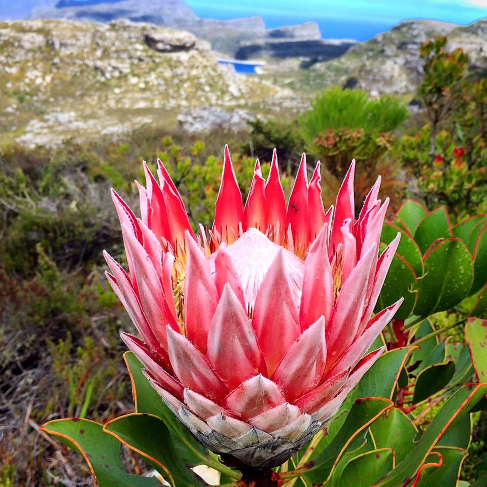 南非开普花卉公司Cape Flora SA
