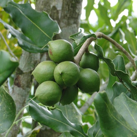 澳洲坚果Macadamia integrifolia