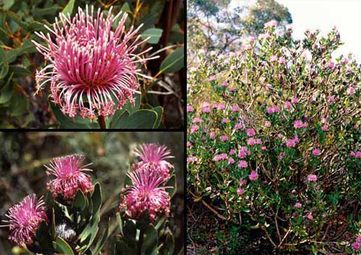 阔叶鼓槌木Isopogon latifolius