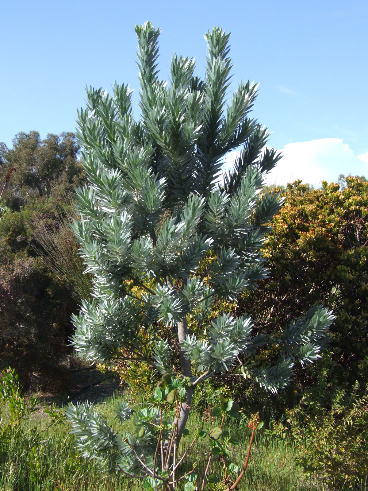 银白木百合Leucadendron argenteum