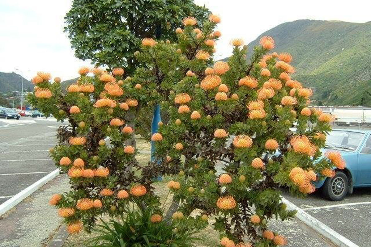 Leucospermum Harry Chittick