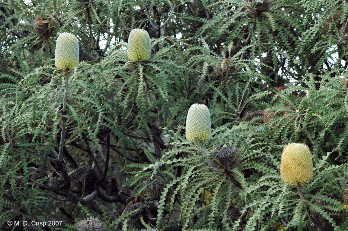 Banksia speciosa