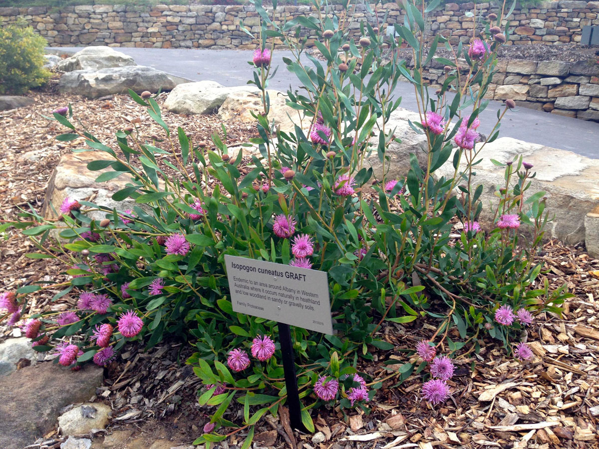 楔叶鼓槌木Isopogon cuneatus