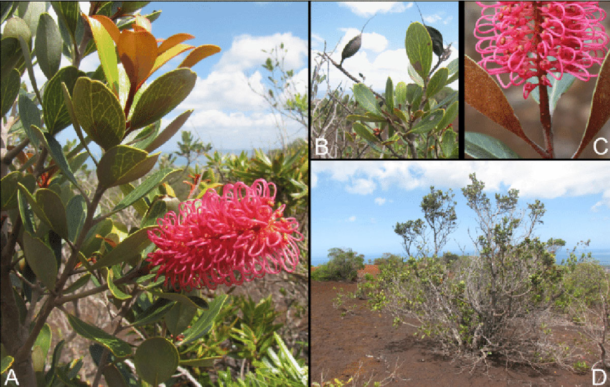 Grevillea inflorescences